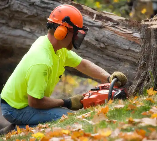 tree services Staples